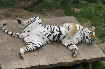 Tiger_sleeping.jpg